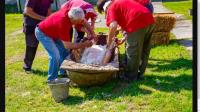 Dead Animal Removal Adelaide image 2